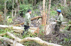 Nhận quản lý rừng, để mất 1.248 ha