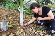 Lâm Đồng: Lại phát hiện vườn sầu riêng bị kẻ xấu đầu độc