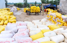 Nóng lòng nhìn giá gạo tăng
