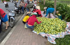 Xoài vào mùa, tràn xuống lề đường, giá rẻ