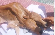 Nhiều người kéo nhau đi thắp nhang cúng bò con 2 đầu ở Sóc Trăng