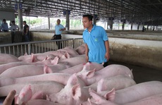 Thực hư thông tin Công ty C.P ngưng bán heo hơi