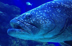 Vắng bóng con người, đàn cá ở thủy cung Queensland bỏ ăn vì cô đơn