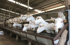 Ngắm đàn dê trắng tuyệt đẹp, lớn nhất Việt Nam