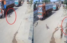 Video: Báo vồ hụt người, bị đàn chó dồn tới đường cùng