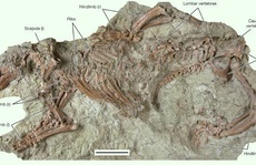 'Xác ướp đá' của sinh vật dị hình từ siêu lục địa đã biến mất