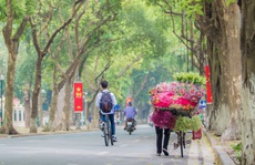 Hoa sen đầu mùa rục rịch lên phố