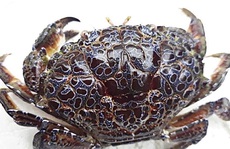 Nam thanh niên suýt mất mạng vì ăn phải cua mặt quỷ