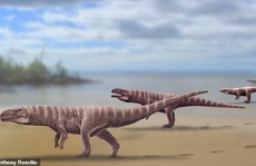 'Quái vật' cá sấu lai khủng long bạo chúa, dấu chân như người ở Hàn Quốc