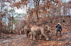'Thất nghiệp' vì Covid-19, hàng ngàn chú voi Thái Lan đi bộ về quê