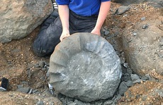Dạo biển, 2 sinh viên kéo được sinh vật lạ khỏi 'mộ đá' 115 triệu năm