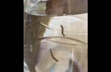 Nhiều sinh vật lạ xuất hiện trong giếng nước ở Quảng Trị