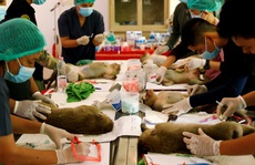 Thái Lan triệt sản hàng trăm con khỉ đói khủng bố khách du lịch