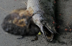 Người dân kinh hãi phát hiện xác cá sấu hỏa tiễn trong Công viên Thống Nhất