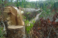 Bình Thuận: Yêu cầu lập chuyên án điều tra vụ đầu độc Khu bảo tồn Tà Cú