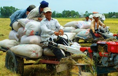 Vị thế gạo Việt