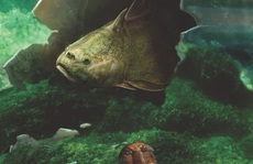 Hãi hùng 'quái vật răng người' là… thủy tổ của chúng ta