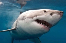 Con trai 10 tuổi bị cá mập lôi xuống biển, cha lập tức phóng theo