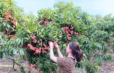 Trái cây Việt Nam rộng cửa sang Nhật