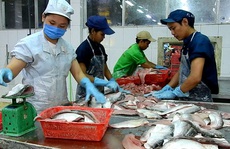 1 năm thê thảm của cá tra