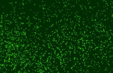 Hãi hùng sinh vật 101 triệu tuổi trong 'tuyết biển' sống dậy, đòi ăn