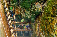 'Vàng trắng' trên vách đá