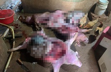 Kinh hoàng: Bắt quả tang vụ mổ thịt nhiều con heo chết từ lâu để bán