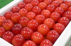 Cherry Nhật đắt kỷ lục, về Việt Nam giá 6,6 triệu đồng/kg