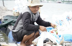 Cá chết bất thường ở sông Chà Và, người nuôi ôm nợ