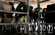Úc không cho công ty Trung Quốc mua lại các nhãn hiệu sữa nổi tiếng