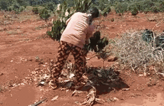 CLIP: Kẻ lạ mặt nhẫn tâm 'tàn sát' 500 gốc cây ăn trái của 1 gia đình nông dân