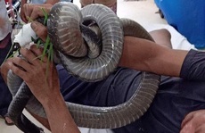 Nọc độc rắn hổ mang chúa 4,6kg ở núi Bà Đen 'biến mất' khỏi người nạn nhân cách nào?