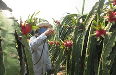 Nông dân giảm sử dụng, đại gia thuốc bảo vệ thực vật hụt thu hơn 50%