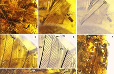 Kinh ngạc viên đá quý chứa sinh vật không đầu 99 triệu tuổi