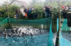 Hấp dẫn du lịch nông nghiệp