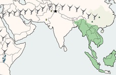 Bí ẩn loài họ hàng con người khai phá Đông Nam Á tận 13 triệu năm trước