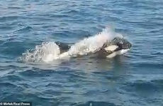 'Cá voi sát thủ' bao vây, tấn công dữ dội tàu thuyền ở Tây Ban Nha
