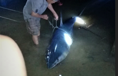 Cá mập xanh 'khủng' còn dính lưỡi câu dạt vô sông Bến Hải