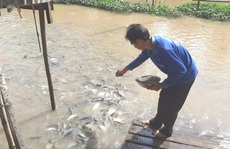 Mặn duyên với đàn cá tự nhiên