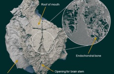 Sinh vật bọc thép tiết lộ bí ẩn 'thủy quái' không xương thời hiện đại