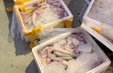 Thu mua 2,5 tạ cá khoai ướp phoóc-môn từ Quảng Bình về Thanh Hóa tiêu thụ