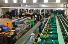 Nông sản Lâm Đồng đổ về TP HCM bán Tết