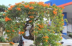 Cây hoa 'độc', 'lạ' Rạng Đông thân leo bán với giá 50 triệu đồng