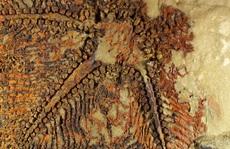 Phát hiện bất ngờ từ sinh vật 5 tay, 480 triệu tuổi 'niêm phong' trong đá