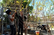 Đóng cửa rừng, mai rừng vẫn tràn lan xuống phố