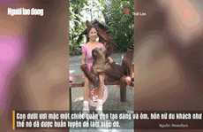 Đười ươi tạo dáng chụp ảnh bá đạo với nữ du khách khiến cánh mày râu ghen tị