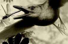 Kinh ngạc sinh vật bụng đầy đá quý, sống cạnh khủng long