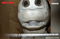 Cá mập con có khuôn mặt người