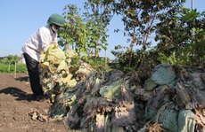 Nông dân nhổ bỏ hàng trăm tấn rau củ vì giá thấp, không người mua