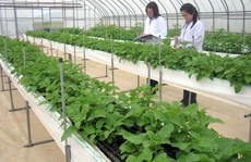 Lao động EPS hết hạn hợp đồng được phép chuyển sang làm lao động thời vụ